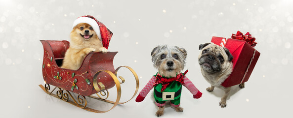 Banner happy christmas, three dogs dressed as santa claus, elf and a present celebrating holidays....