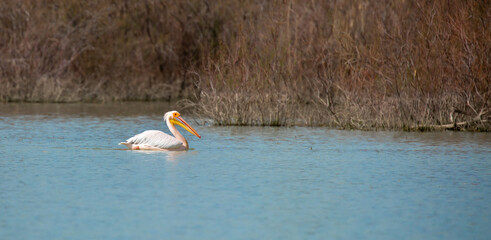 A flock of pelican birds walks along the blue lake of Cyprus. Flying pelicans in the blue sky. Waterfowl at the nesting site.