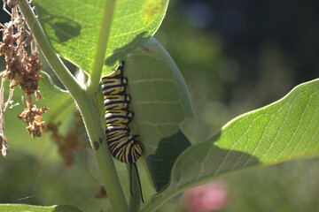 monarch caterpillar on milkweed  butterfly Danaus plexippus Nymphalidae