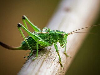 Fototapeta premium close up view of green grasshopper on wood