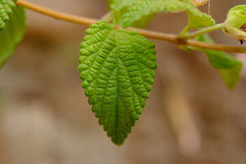 Trailing lantana or weeping lantana (Lantana montevidensis) leaf close-up on a blurred background