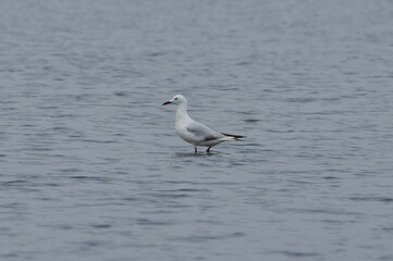 Slender-billed gull in the coastal lake. Chroicocephalus genei