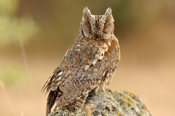 Fototapeta premium autillo en su posadero observando