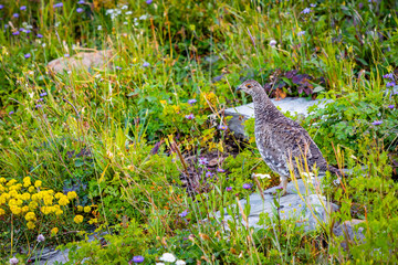 Ruffed Grouse Female Bird Close-up Portrait in Glacier National Park