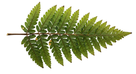 Detailed fern frond isolated on transparent background