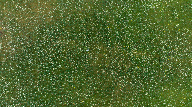 Aerial View of a Green Field with White and Yellow Flowers in Lithuania