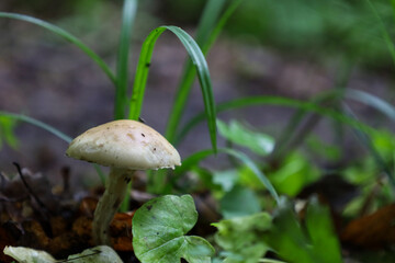 A delicate mushroom grows among green grass and fallen leaves, perfectly blending into the forest environment. This shot shows the fragility and beauty of wildlife, revealing the microcosm of life on 
