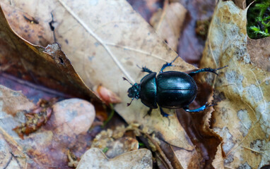 ​A close-up of a shiny black beetle with a blue-green sheen, crawling on fallen leaves in the forest. This image conveys the beauty of the mysterious world of the forest floor, where every element is 