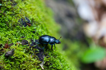 A shimmering black dung beetle slowly crawls across textured, damp soil covered with rich green moss. This is a detailed macro shot of a forest floor, showcasing the beauty of the natural microcosm.