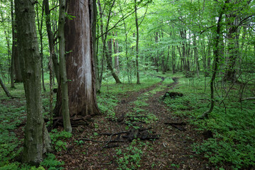 Fototapeta premium ​A lush green forest with a wide, sprawling tree in the foreground, creating a sense of majesty. A winding path through the thickets invites a walk and reveals the mystery and tranquility of nature