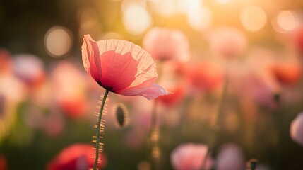 Pink Poppy Flower Field Sunset Golden Hour Bloom