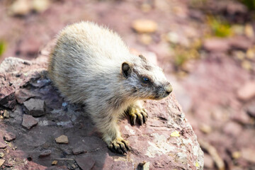 Naklejka premium Cute Hoary Marmot Portrait in Glacier National Park on the Rocks