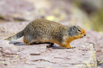 Columbian Ground Squirrel close up portrait at Glacier National Park