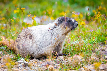Cute Hoary Marmot portrait in Glacier National Park surrounded by flowers