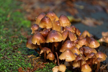 ​A group of small parasol mushrooms grows on an old stump in an autumn forest. The moisture from the rain makes their caps shine,