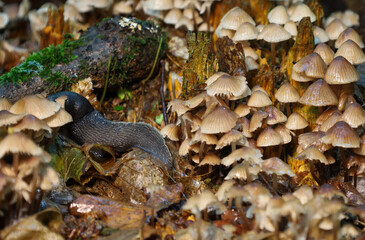This macro shot shows a snail slowly moving among numerous mushrooms with slender stems. The photo conveys the richness and diversity of the forest floor, where each element is part of a single ecosys