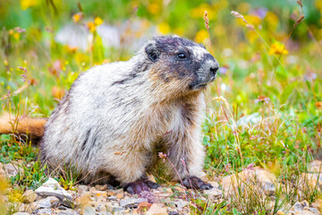 Cute Hoary Marmot portrait in Glacier National Park surrounded by flowers