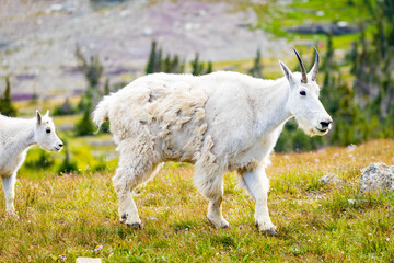 Obraz premium Mountain Goats Family with Kid on the Hills of Glacier National Park