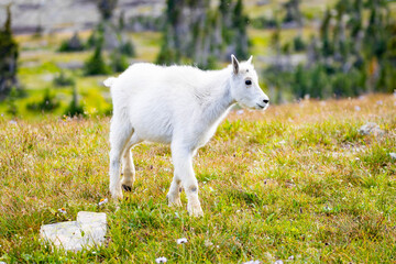 Mountain Goats Family with Kid on the Hills of Glacier National Park