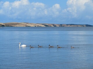 beautiful Dead dunes in Curonian spit, Lithuania, Europe with a curonian lagoon with swan family in summer