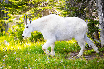Mountain Goat Close-up Portrait on the Hills of Glacier National Park