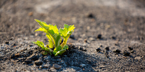 A plant sprout breaks through the asphalt. Strength and endurance in nature. The concept of...