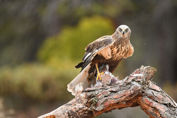 aguila lagunero macho