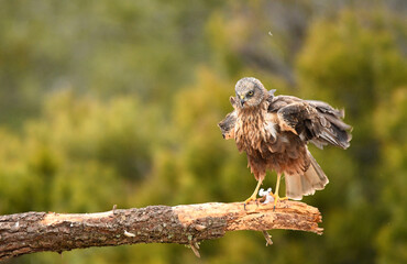 aguila lagunero macho