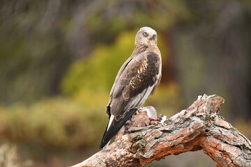 aguila lagunero macho