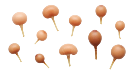 Collection of Fruiting Body Fungi