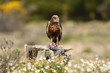 aguila lagunero macho