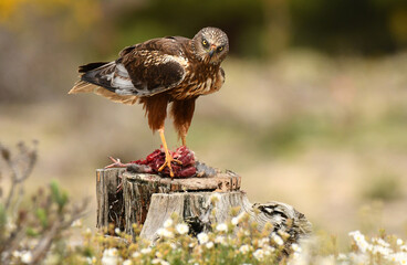 aguila lagunero macho
