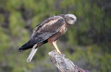 aguila lagunero macho