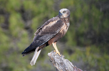 aguila lagunero macho