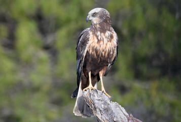 Fototapeta premium aguila lagunero macho