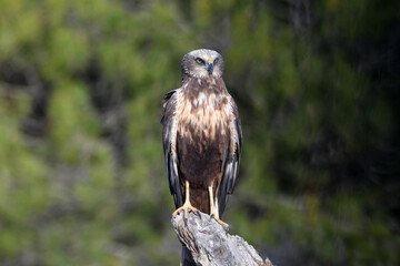 aguila lagunero macho