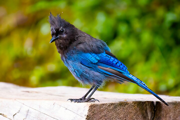 Beautiful Steller's Jay Close-up Portrait