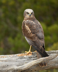aguila lagunero macho
