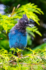 Beautiful Steller's Jay Close-up Portrait