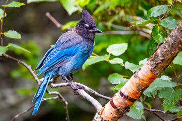 Beautiful Steller's Jay Close-up Portrait