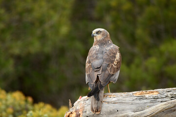 aguila lagunero macho