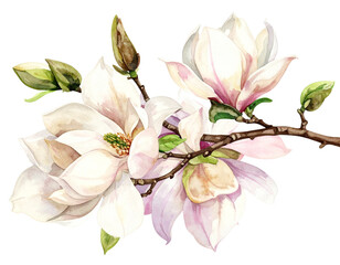 Obraz premium Romantic White Magnolia Twig with Blooming Flowers in Hand-Painted Watercolor Style