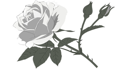 Illustration of a blooming rose with buds and leaves in grayscale on a white background art