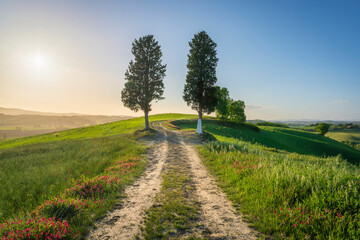 Two trees on Via Francigena pilgrimage route near Buonconvento, Tuscany, Italy