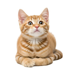 Fototapeta premium Orange Kitten Looks Upward with Transparent Background