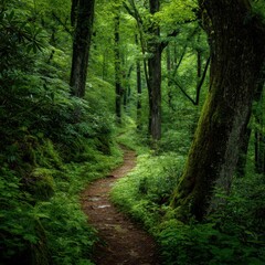 Obraz premium Serene Forest Path: Mossy Trees and Lush Green Undergrowth