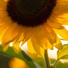 Close-up of sunflower petals glowing in warm evening light