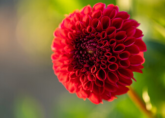 Red pompon dahlia in side view close-up