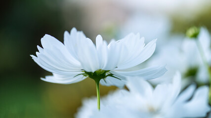 Close-up of white cosmos flower viewed from below