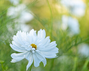 White cosmos flower in green meadow